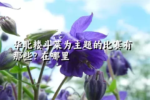 华北耧斗菜为主题的比赛有那些？在哪里