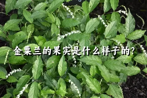 金粟兰的果实是什么样子的？