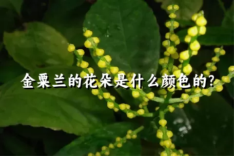 金粟兰的花朵是什么颜色的？