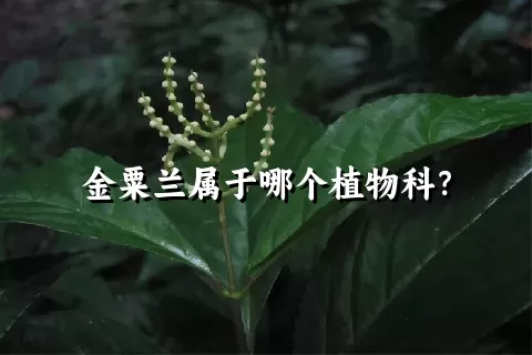 金粟兰属于哪个植物科？