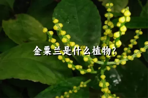 金粟兰是什么植物？