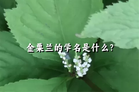 金粟兰的学名是什么？