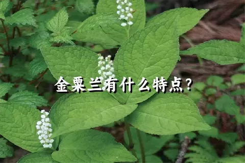 金粟兰有什么特点？