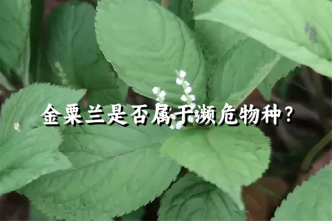 金粟兰是否属于濒危物种？