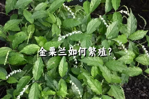 金粟兰如何繁殖？