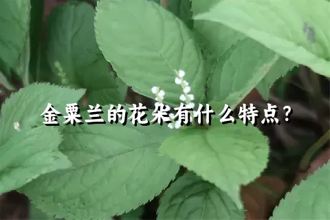 金粟兰的花朵有什么特点？