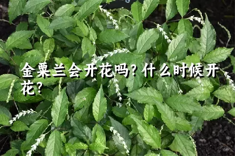 金粟兰会开花吗？什么时候开花？