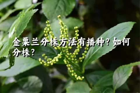 金粟兰分株方法有播种？如何分株？