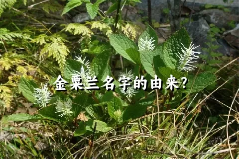 金粟兰名字的由来？