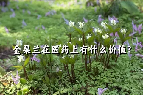 金粟兰在医药上有什么价值？