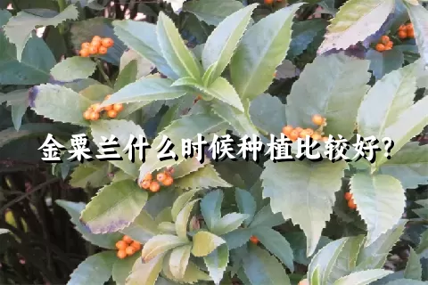 金粟兰什么时候种植比较好？