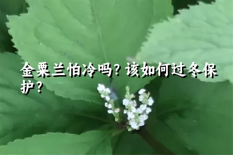 金粟兰怕冷吗？该如何过冬保护？