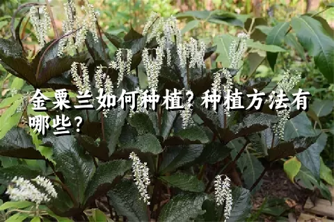 金粟兰如何种植？种植方法有哪些？