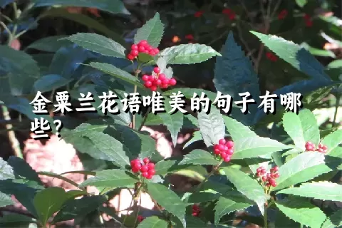 金粟兰花语唯美的句子有哪些？