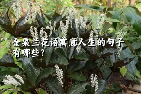 金粟兰花语寓意人生的句子有哪些？