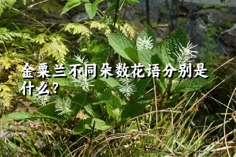 金粟兰不同朵数花语分别是什么？