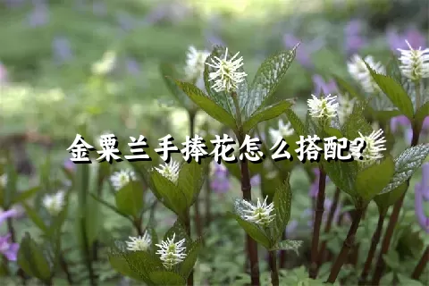 金粟兰手捧花怎么搭配？