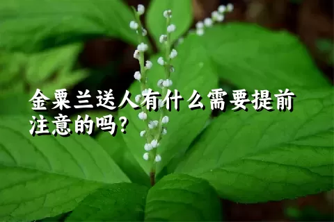 金粟兰送人有什么需要提前注意的吗？