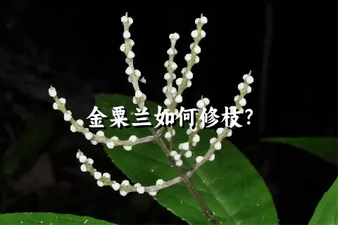 金粟兰如何修枝？