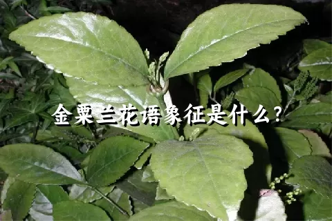 金粟兰花语象征是什么？