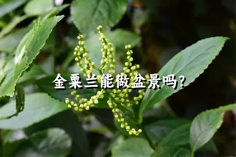 金粟兰能做盆景吗？