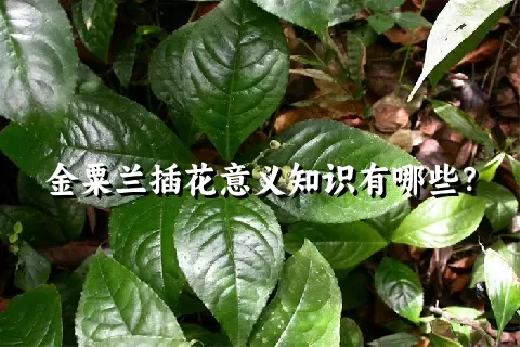 金粟兰插花意义知识有哪些？