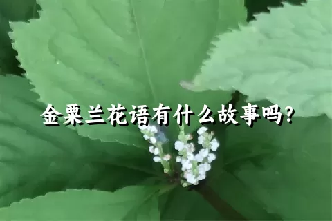 金粟兰花语有什么故事吗？