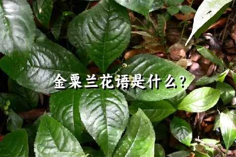 金粟兰花语是什么？