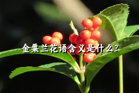 金粟兰花语含义是什么？