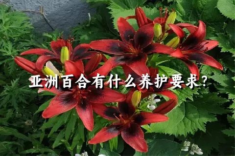 亚洲百合有什么养护要求？