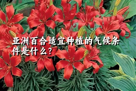 亚洲百合适宜种植的气候条件是什么？