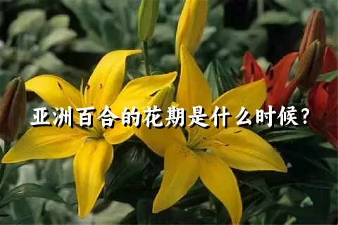 亚洲百合的花期是什么时候？