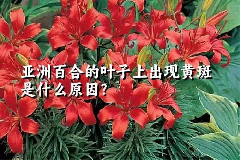 亚洲百合的叶子上出现黄斑是什么原因？