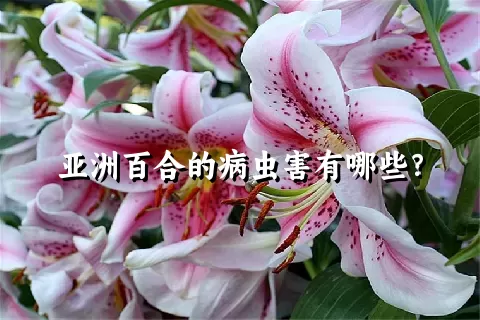 亚洲百合的病虫害有哪些？