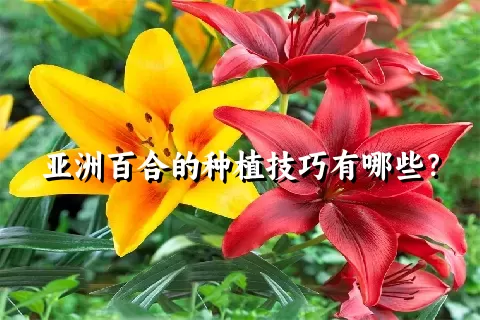 亚洲百合的种植技巧有哪些？