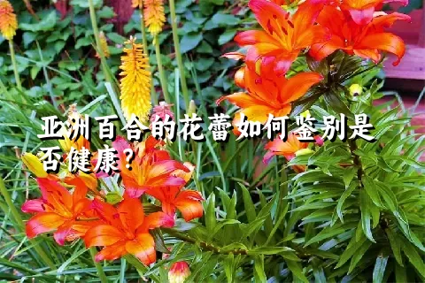 亚洲百合的花蕾如何鉴别是否健康？