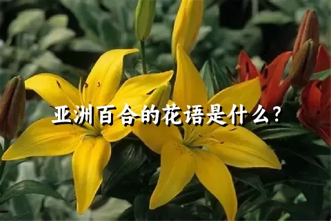 亚洲百合的花语是什么？