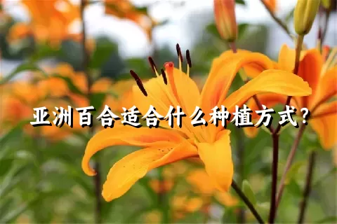 亚洲百合适合什么种植方式？