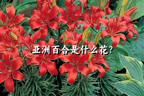 亚洲百合是什么花？