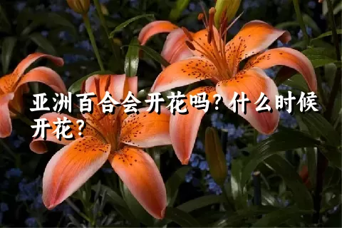 亚洲百合会开花吗？什么时候开花？