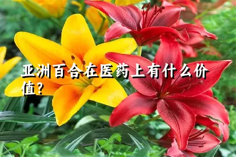 亚洲百合在医药上有什么价值？