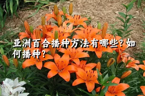 亚洲百合播种方法有哪些？如何播种？