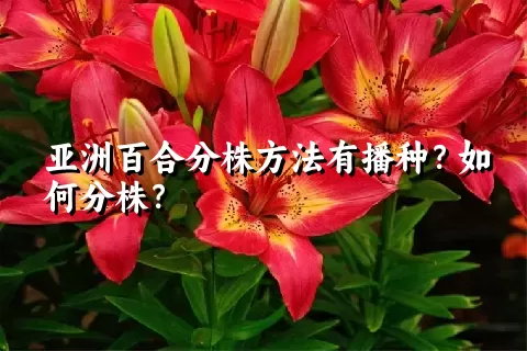 亚洲百合分株方法有播种？如何分株？