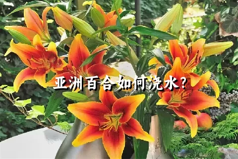 亚洲百合如何浇水？