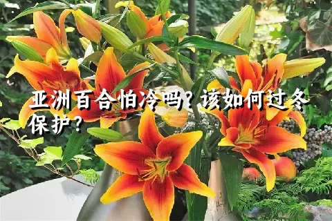 亚洲百合怕冷吗？该如何过冬保护？