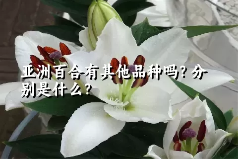 亚洲百合有其他品种吗？分别是什么？