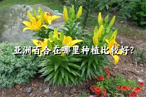 亚洲百合在哪里种植比较好？