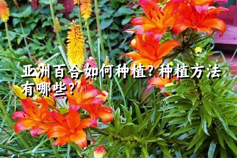 亚洲百合如何种植？种植方法有哪些？