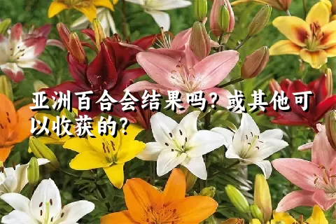 亚洲百合会结果吗？或其他可以收获的？