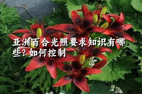 亚洲百合光照要求知识有哪些？如何控制